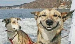 狗狗搞笑视频热点爆料,萌宠界的欢乐热点大揭秘